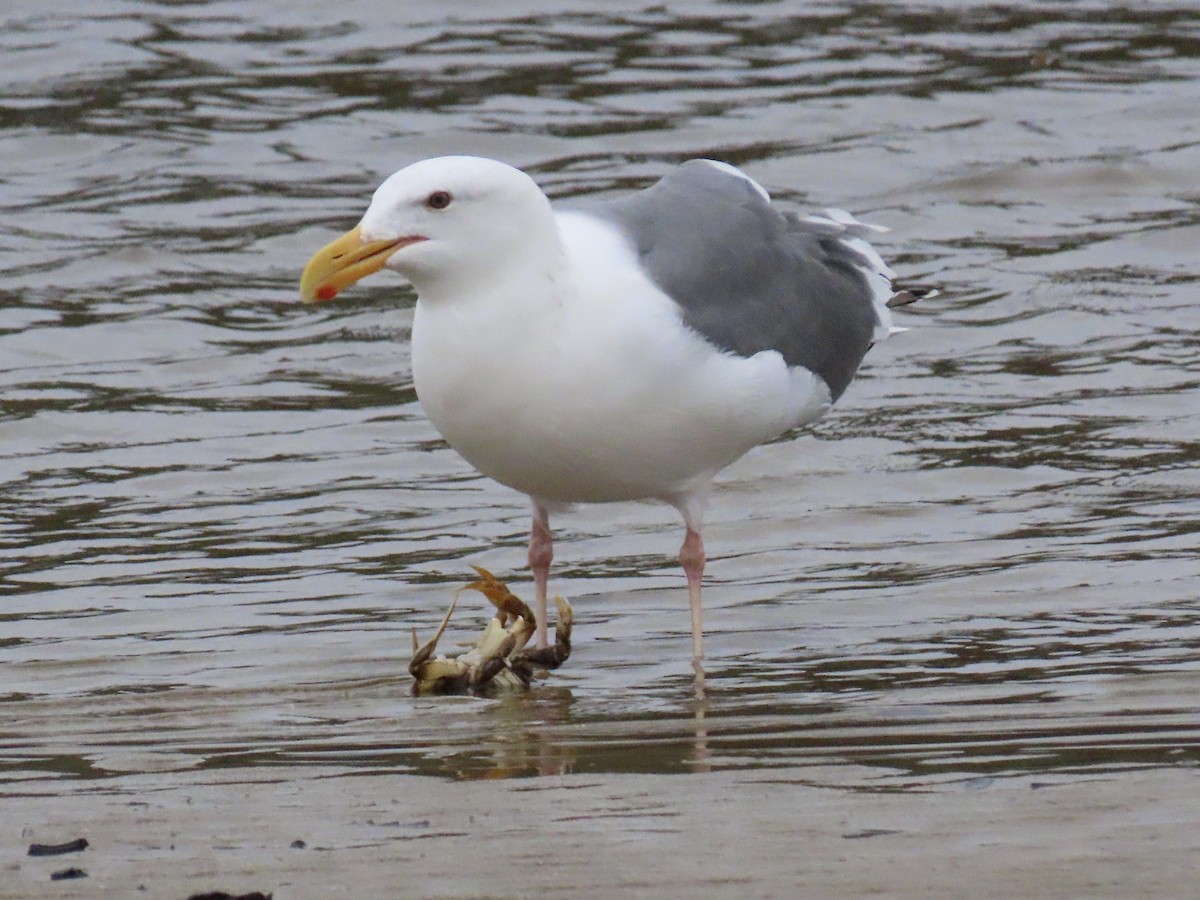 Gaviota Occidental - ML645528162