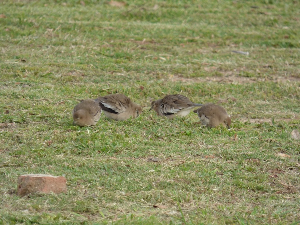 Columbina Picuí - ML645528164