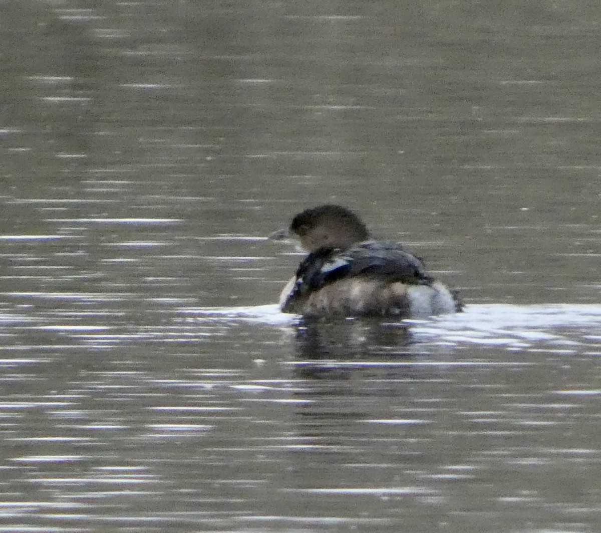 Zampullín Picogrueso - ML645528165