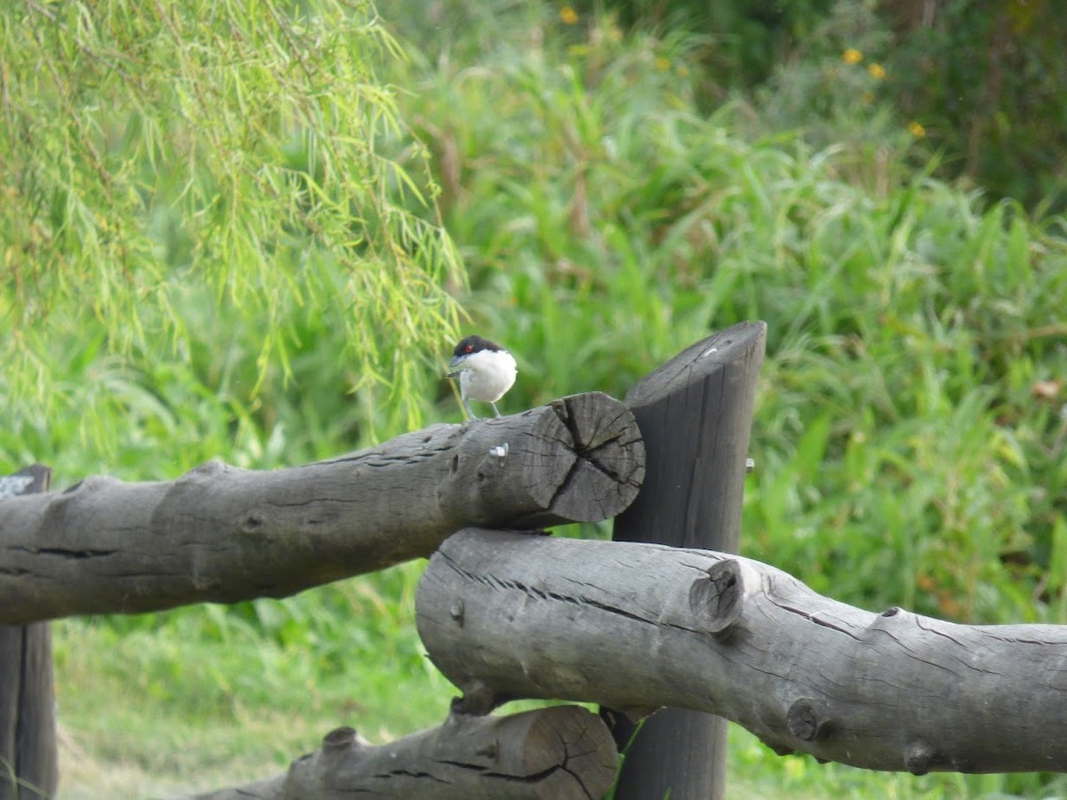 Batará Mayor - ML645528167