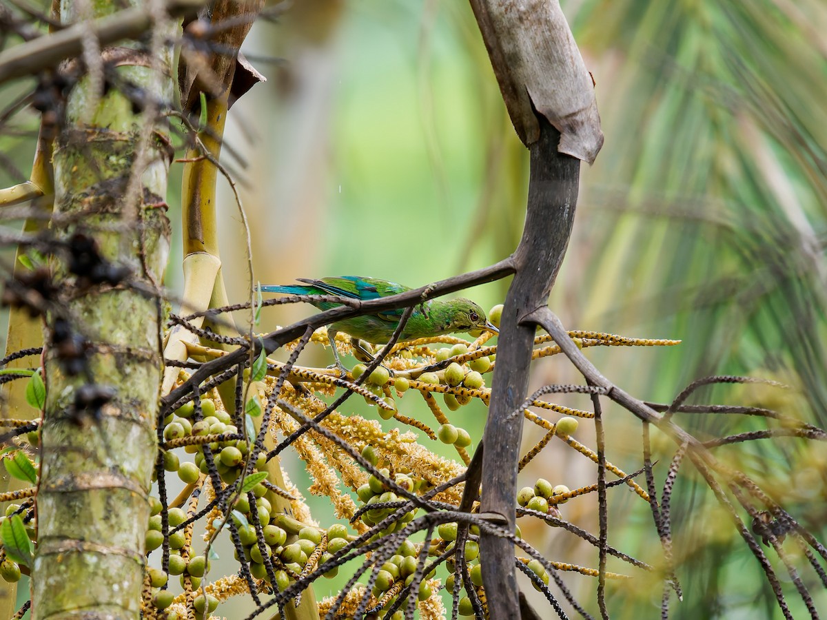 Mielerito Verde - ML645528168