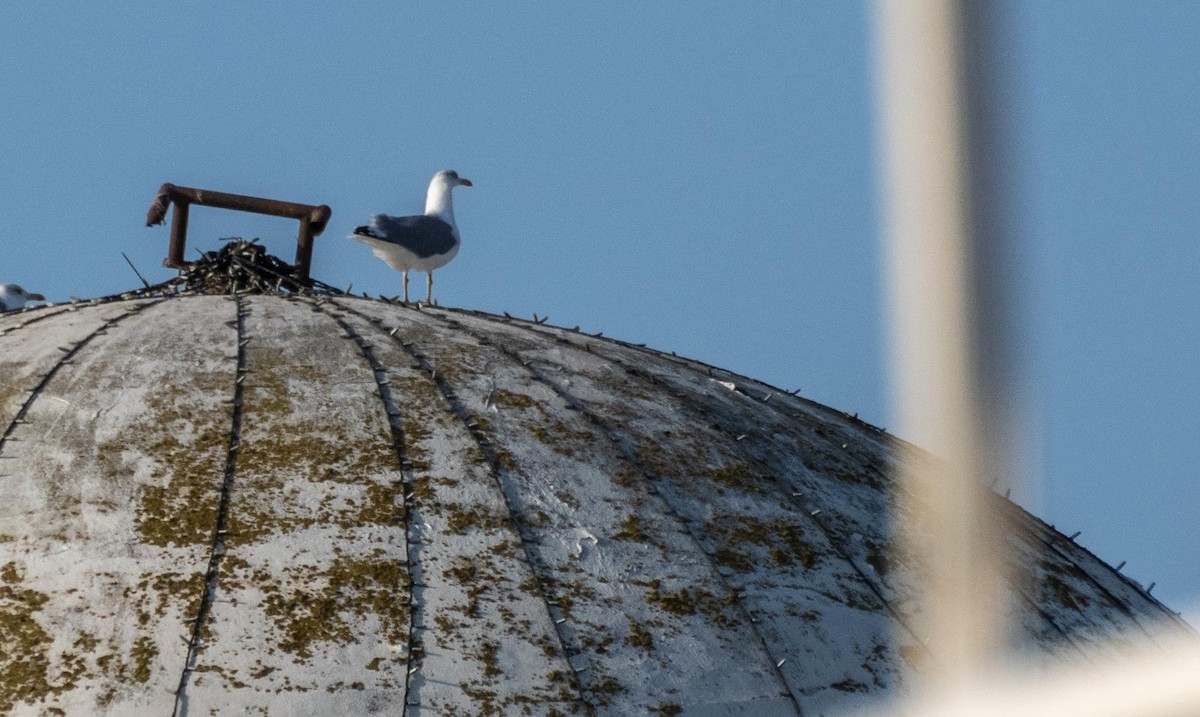 Gaviota Patiamarilla - ML645528169