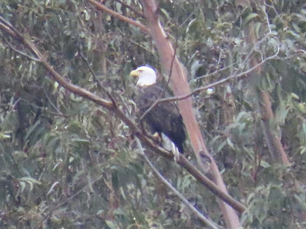 Pigargo Americano - ML645528170