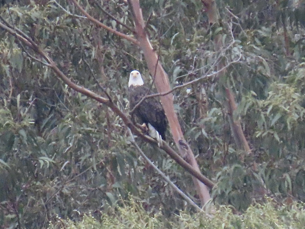 Pigargo Americano - ML645528171