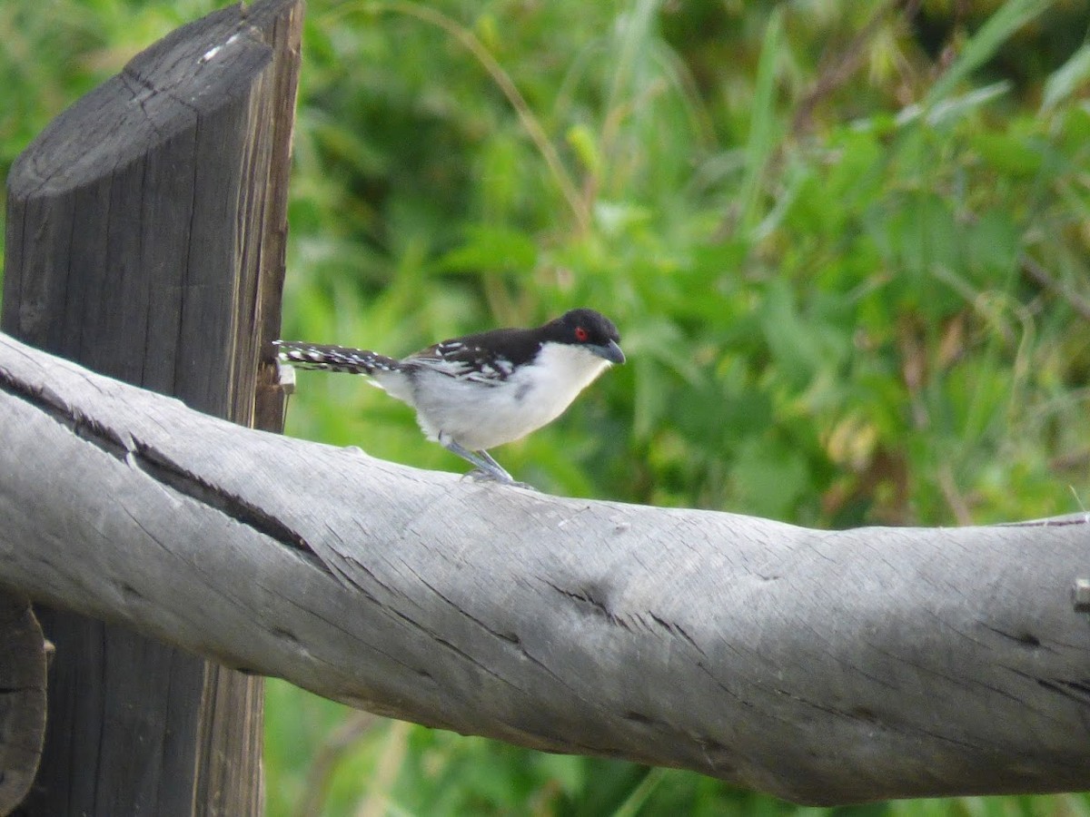 Batará Mayor - ML645528172