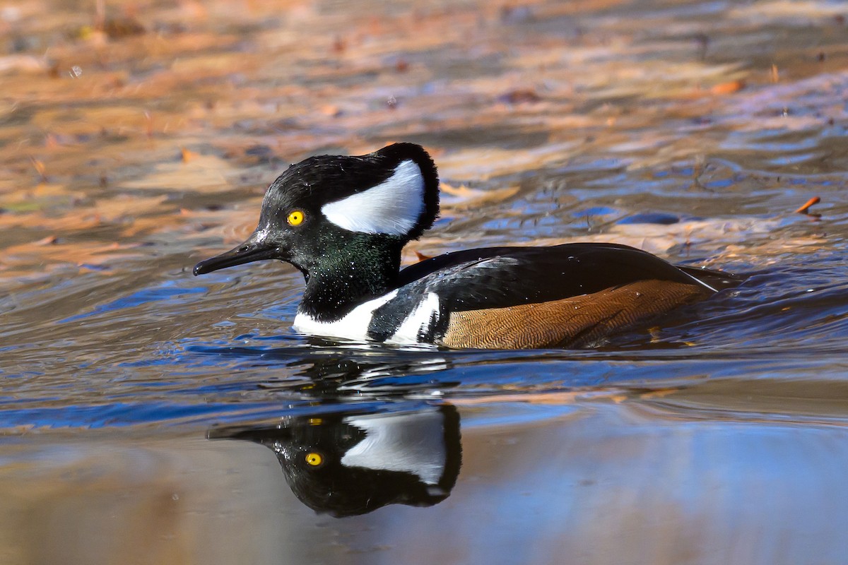 Serreta Capuchona - ML645528173