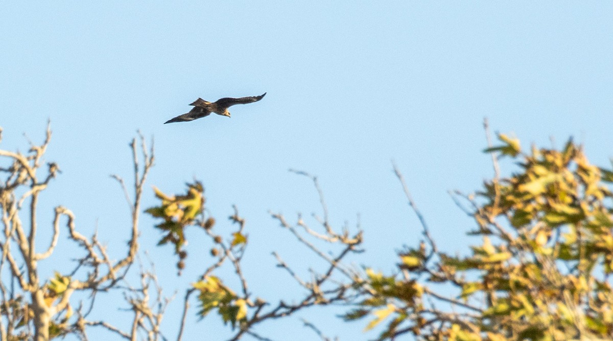 Milano Negro - ML645528178