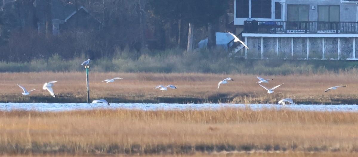 Gaviota Argéntea Americana - ML645528179