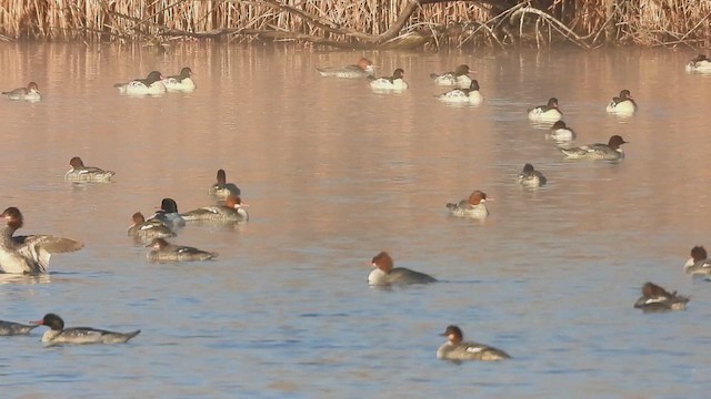 Крех великий - ML645528180