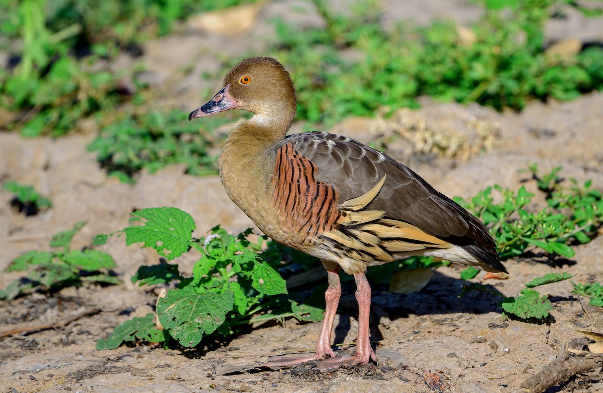 Plumed Whistling-Duck - ML645528187