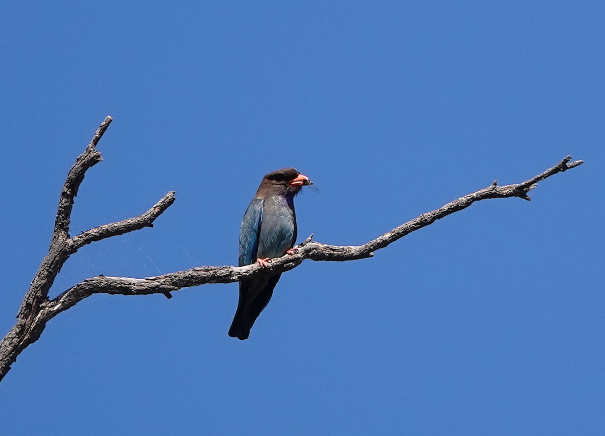 Dollarbird - ML645528191