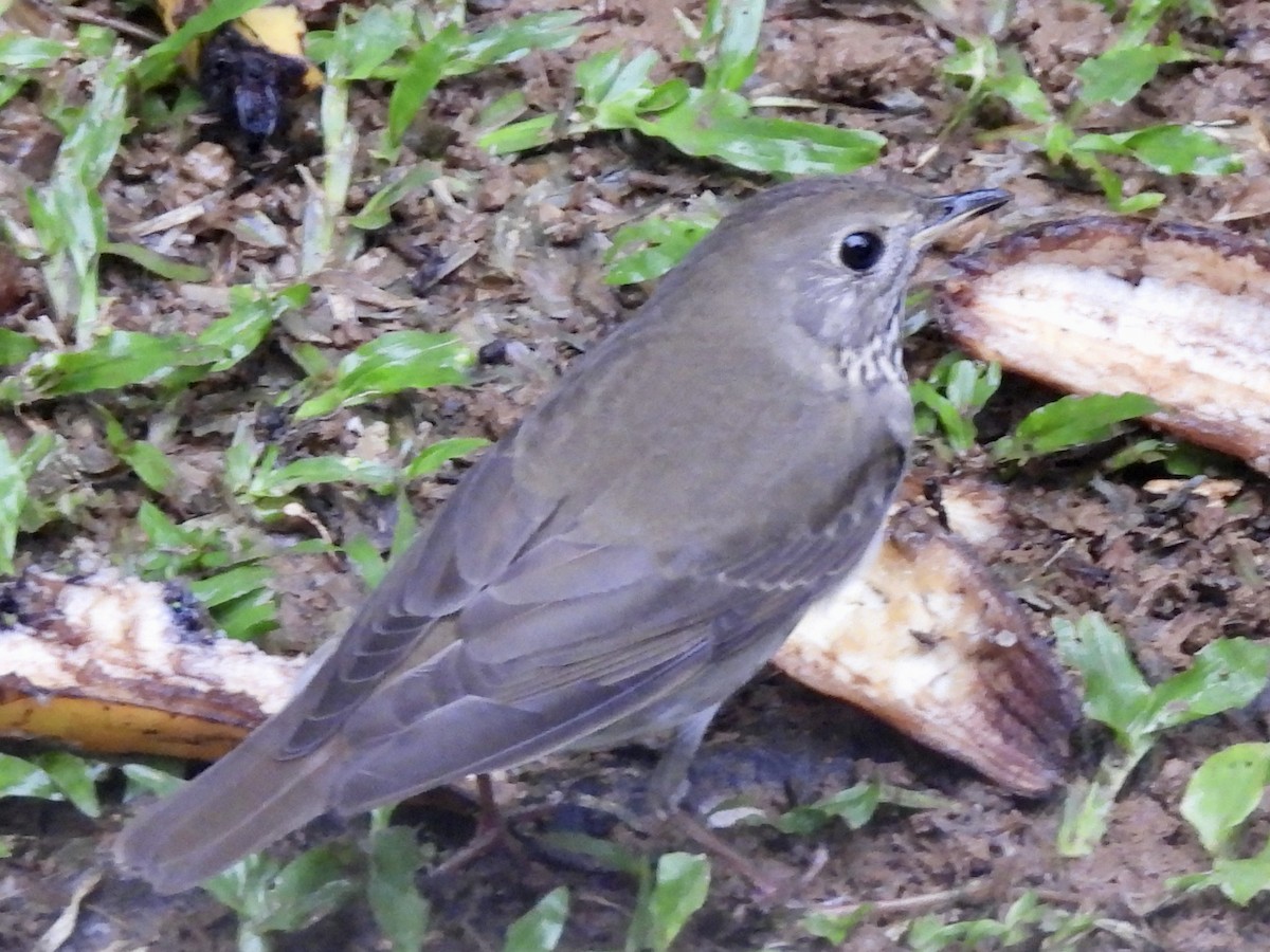 Grauwangen-Musendrossel - ML645528197