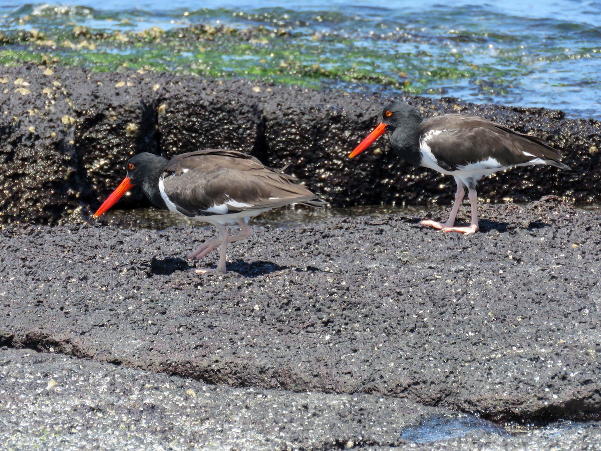 American Oystercatcher - ML645528217