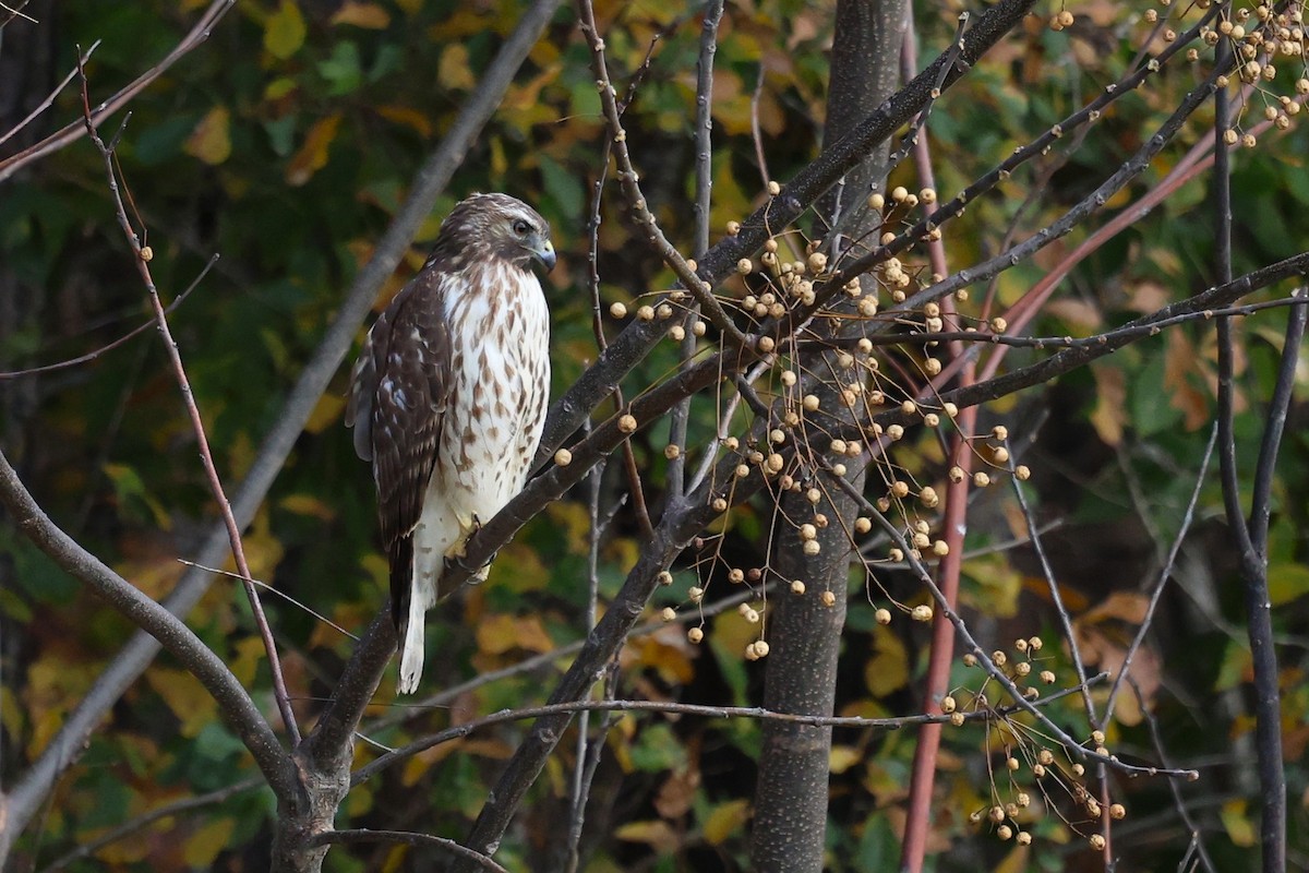 Red-shouldered Hawk - ML645528218