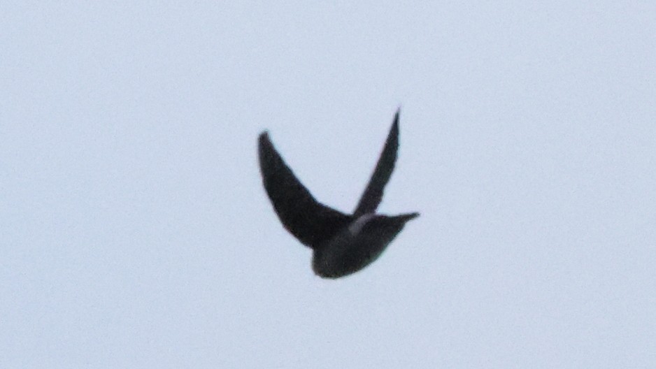 House Swift - ML645528221