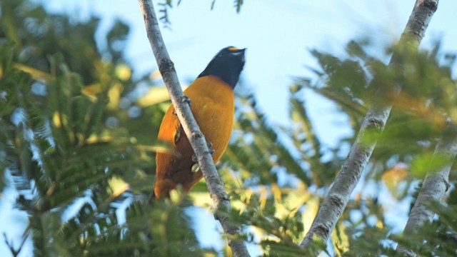 Hispaniolan Euphonia - ML645528223