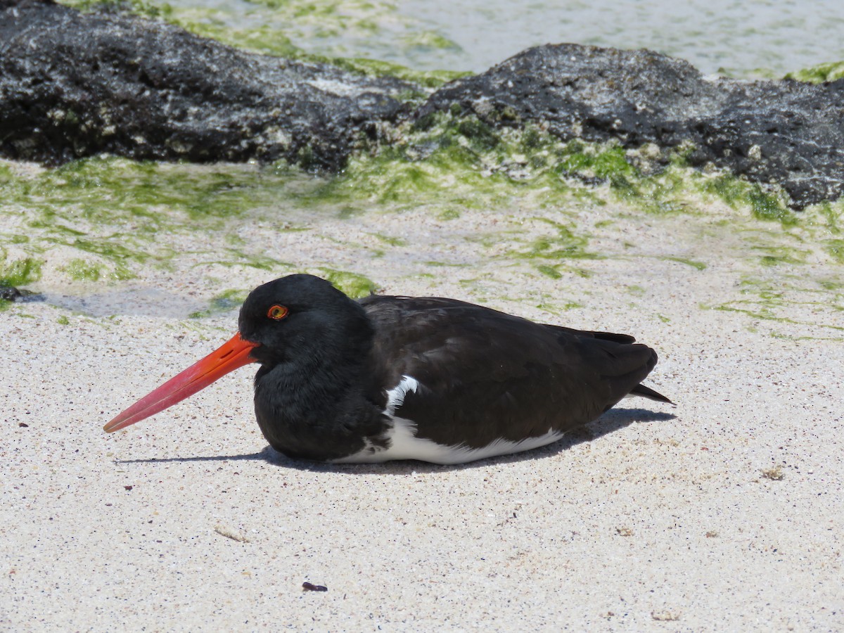 American Oystercatcher - ML645528246