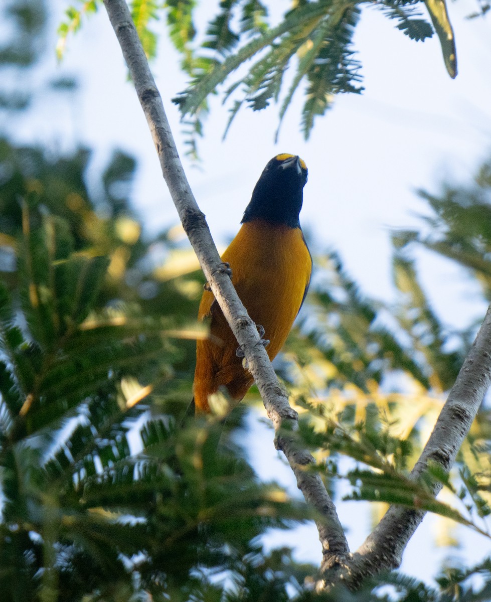 Hispaniolan Euphonia - ML645528247