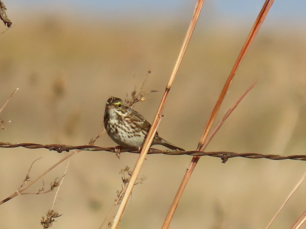 Savannah Sparrow - ML645528250