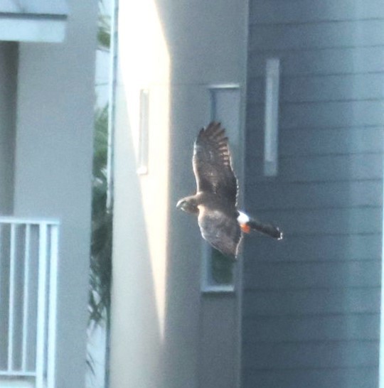 זרון אמריקני - ML645528252