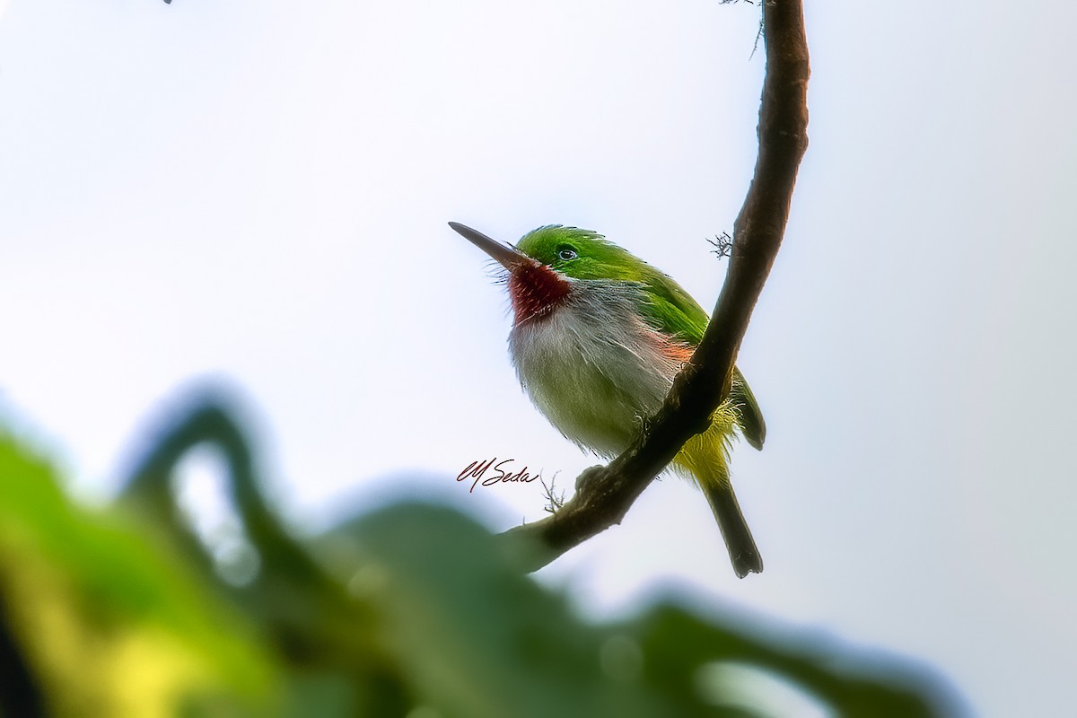 Narrow-billed Tody - ML645528257