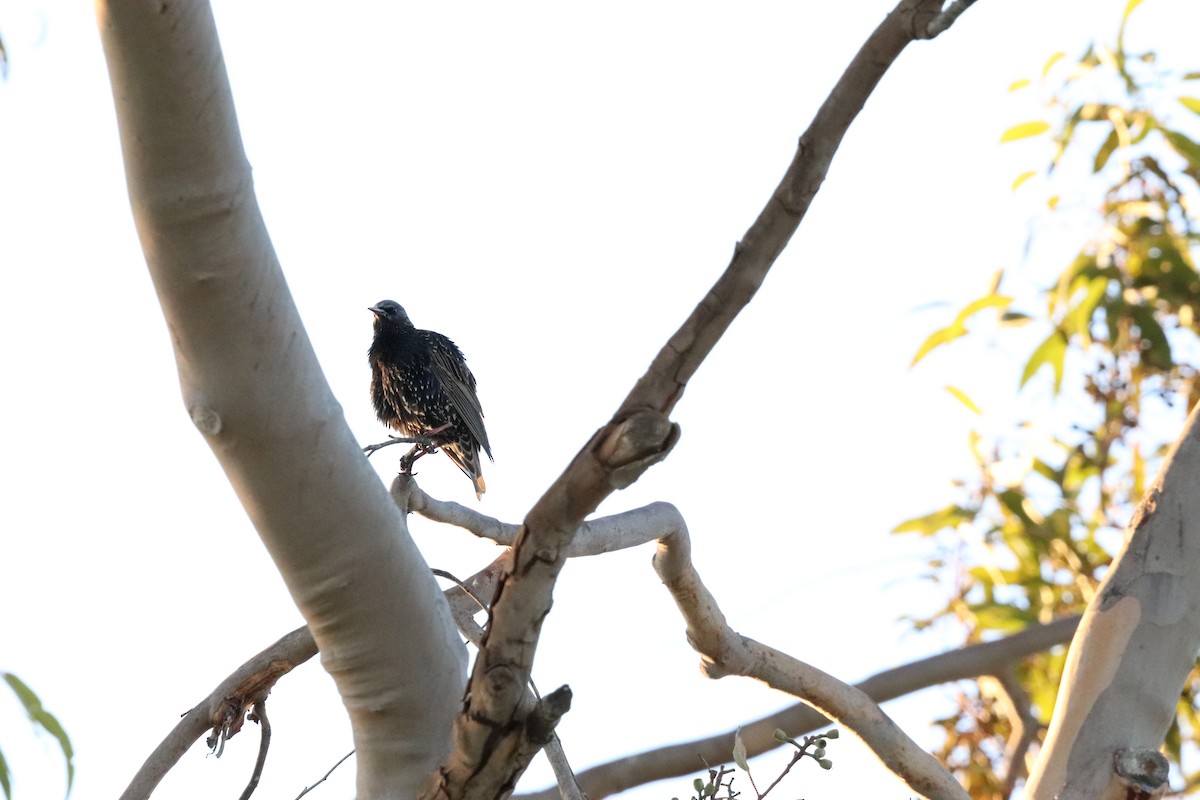 European Starling - ML645528258