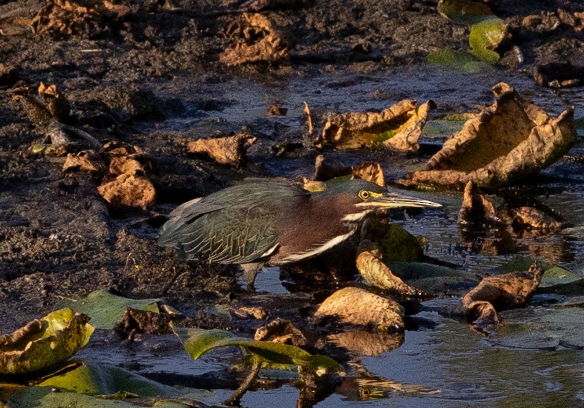 Green Heron - ML645528259