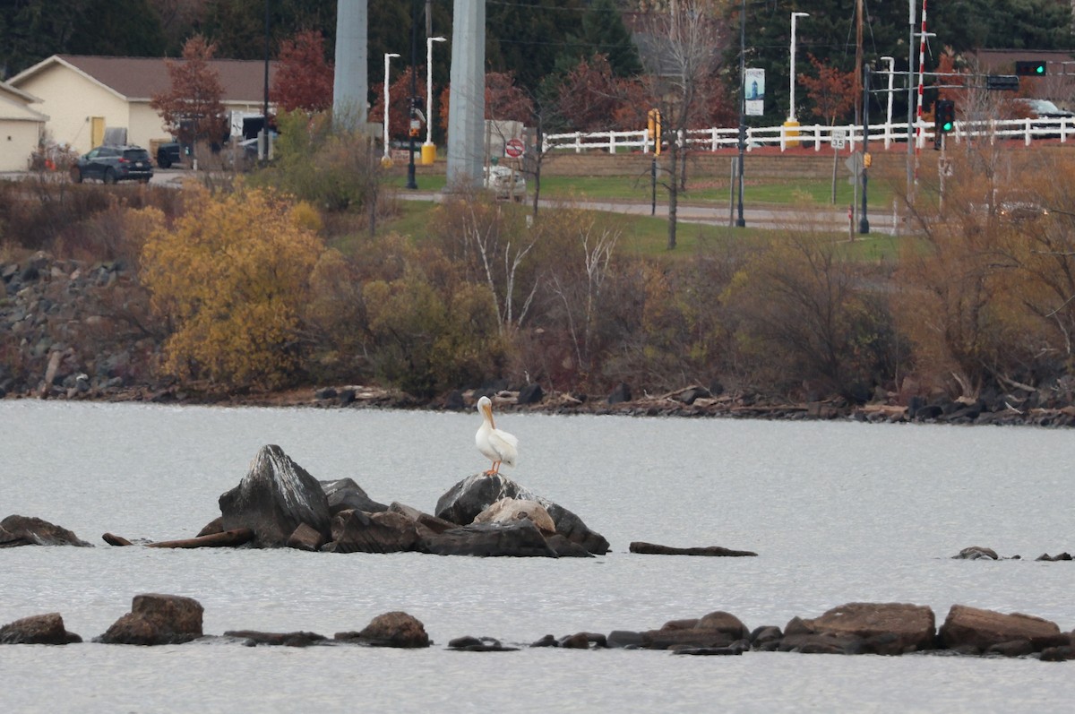 American White Pelican - ML645528264