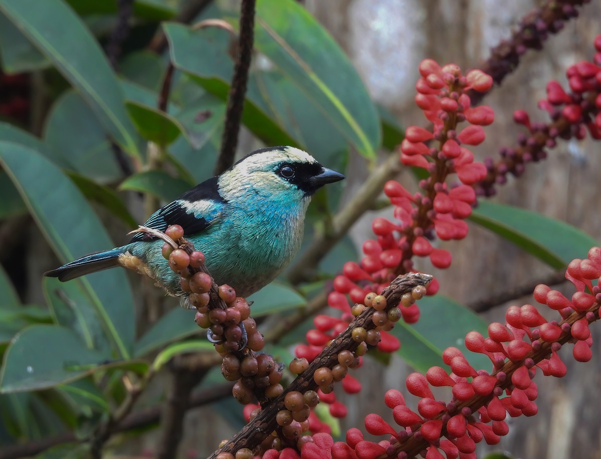 Metallic-green Tanager - ML645528265