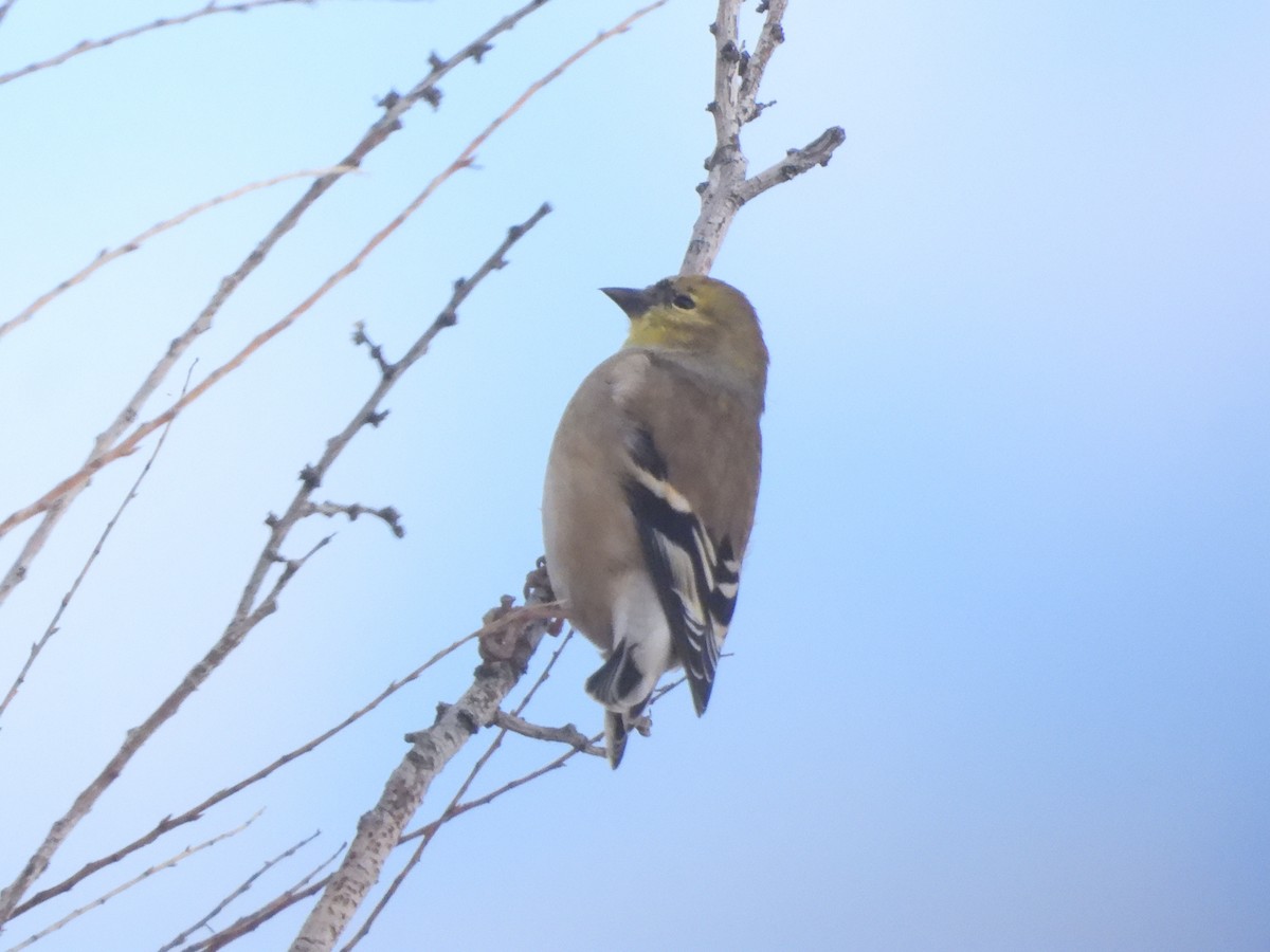 American Goldfinch - ML645528270