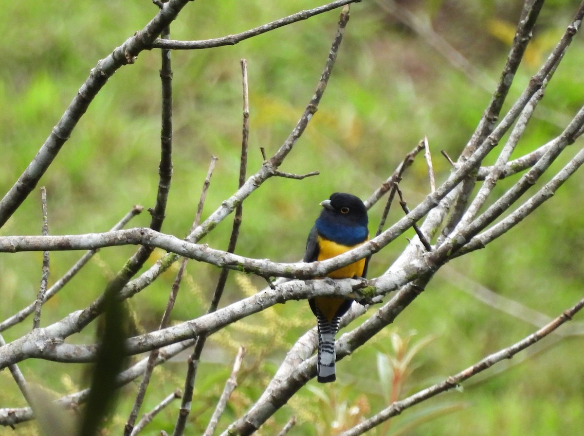 Gartered Violaceous Trogon - ML645528272