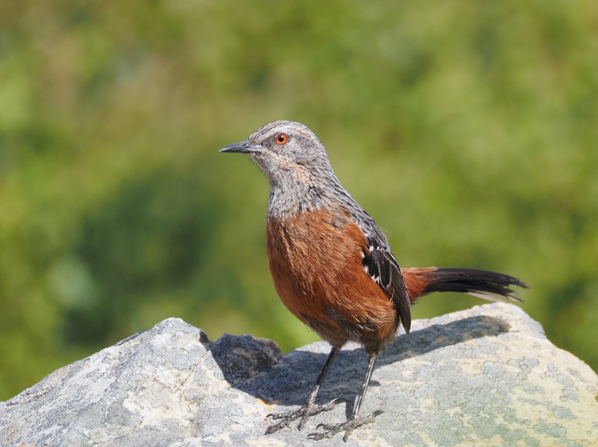 Cape Rockjumper - ML645528273