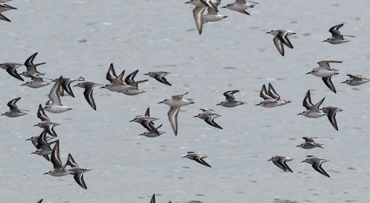 jespák písečný - ML645528274