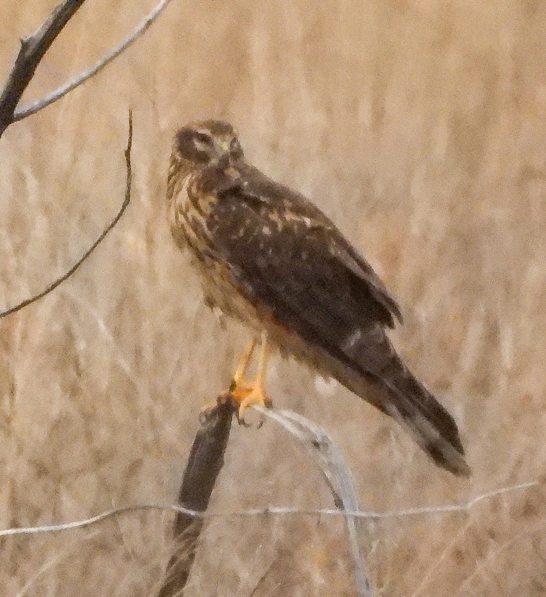 זרון אמריקני - ML645528278