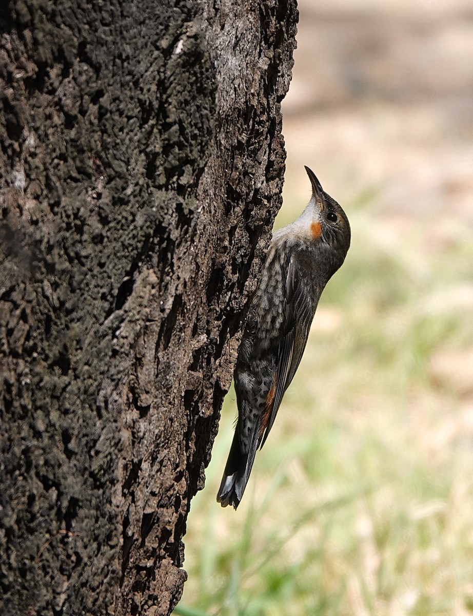 White-throated Treecreeper - ML645528286