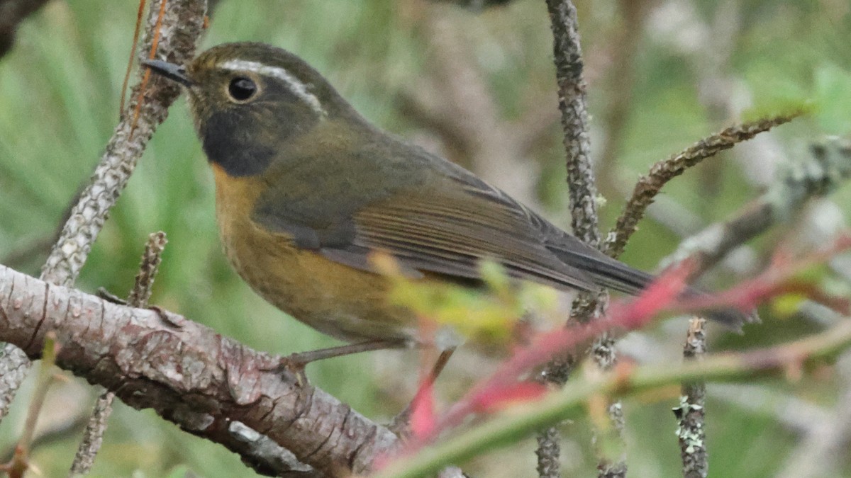 Collared Bush-Robin - ML645528291