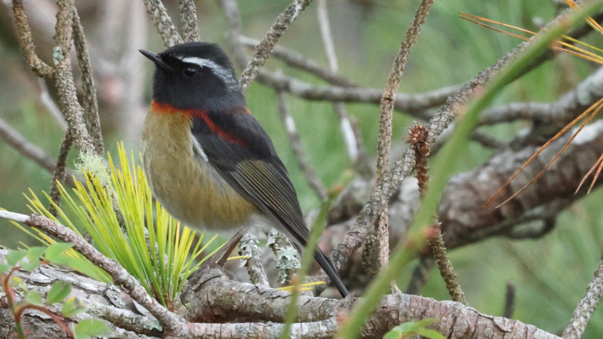Collared Bush-Robin - ML645528292