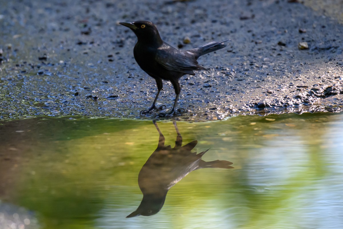 Greater Antillean Grackle - ML645528295