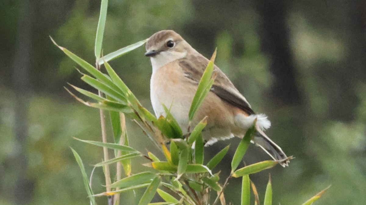 Amur Stonechat - ML645528301