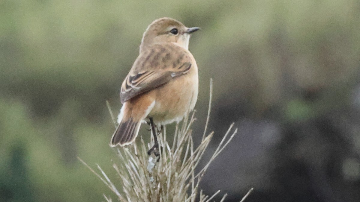 Amur Stonechat - ML645528302