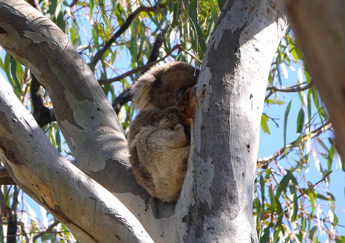 Animals - ML645528303