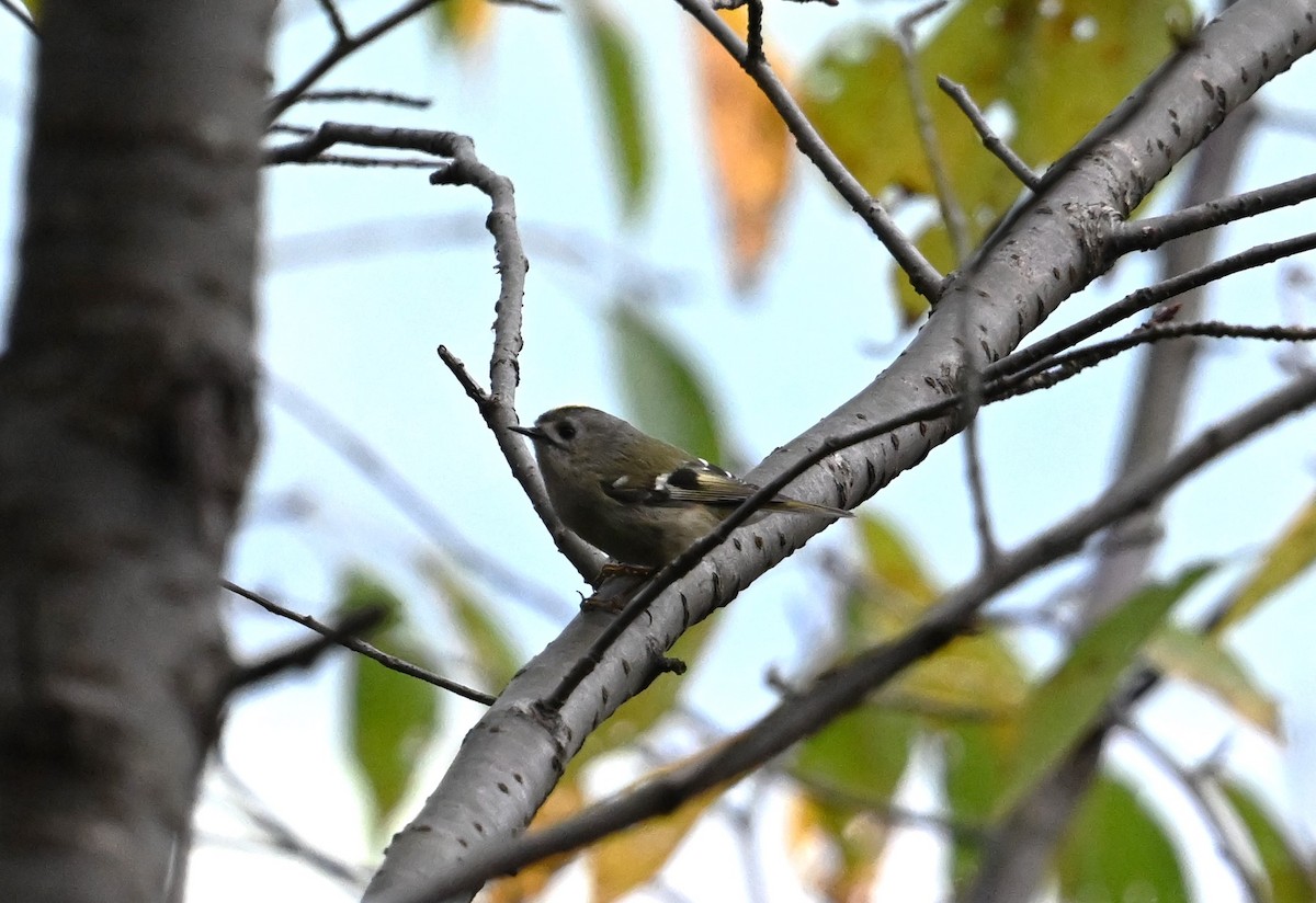 Goldcrest - ML645528304