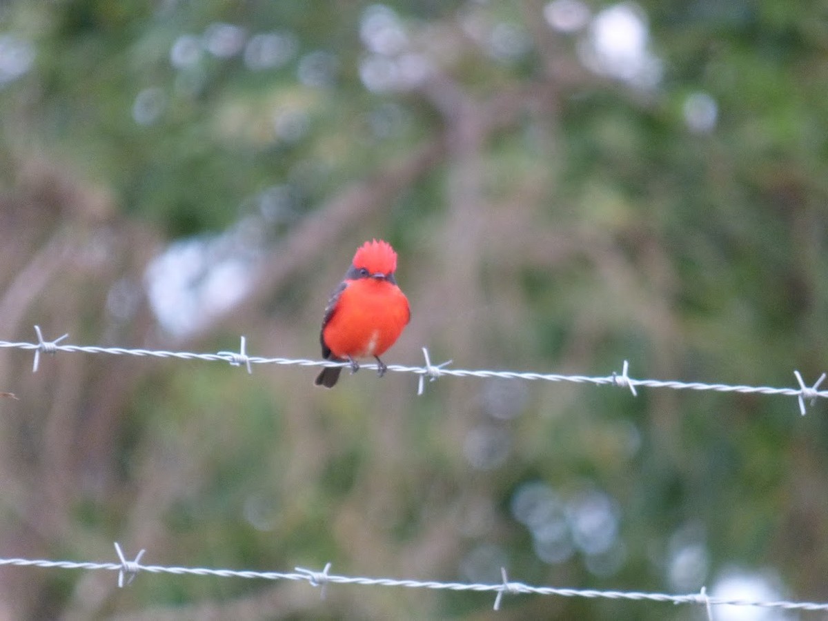 Vermilion Flycatcher - ML645528308