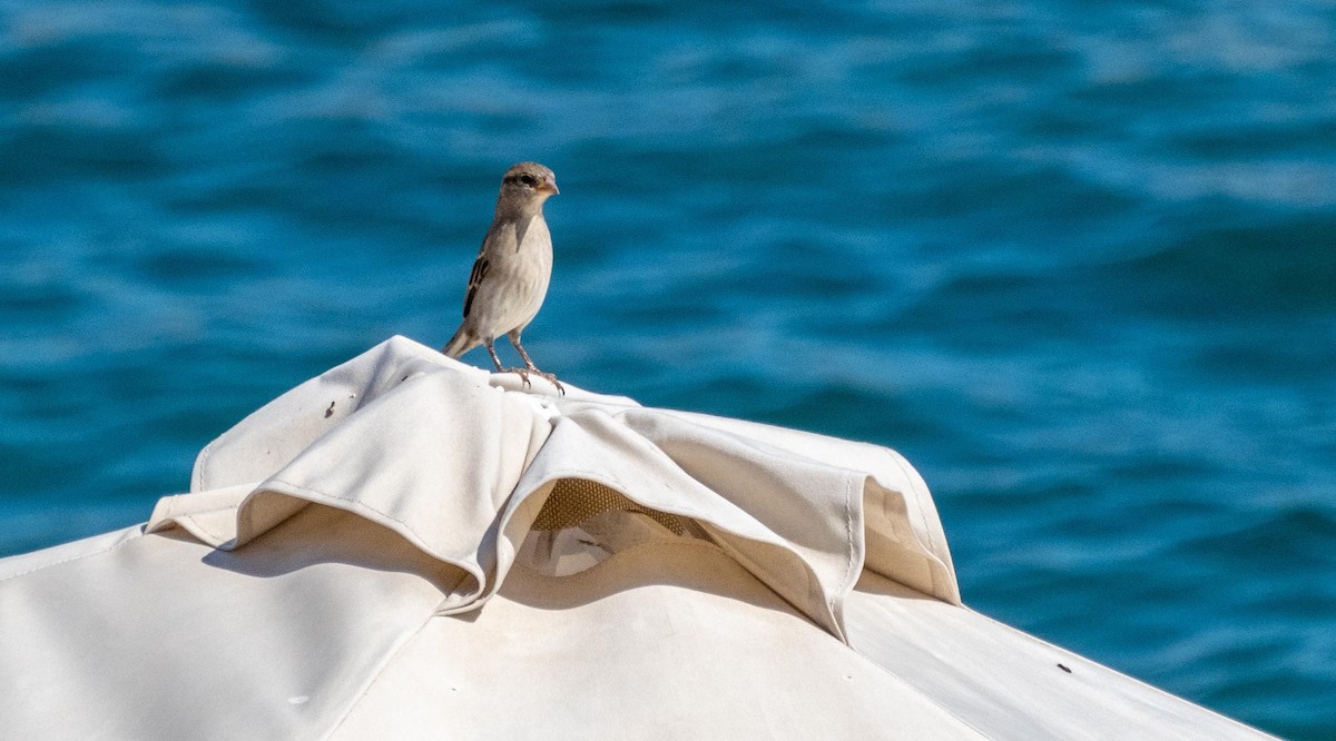House Sparrow - ML645528309