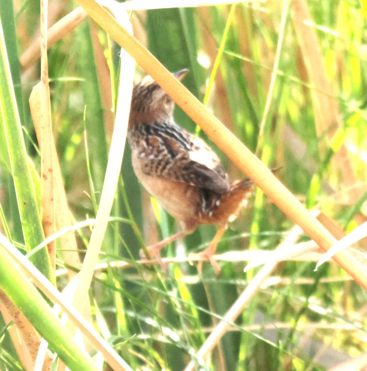 Cucarachero Culibarrado - ML645528311