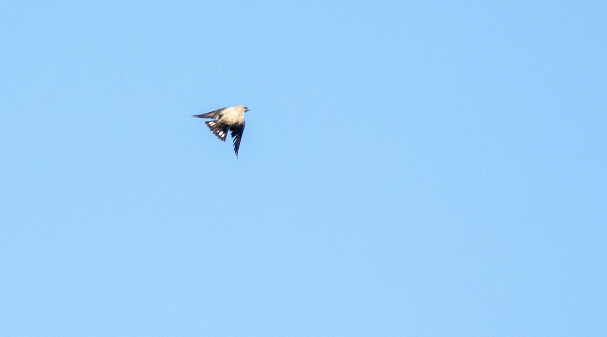 Eurasian Crag-Martin - ML645528323