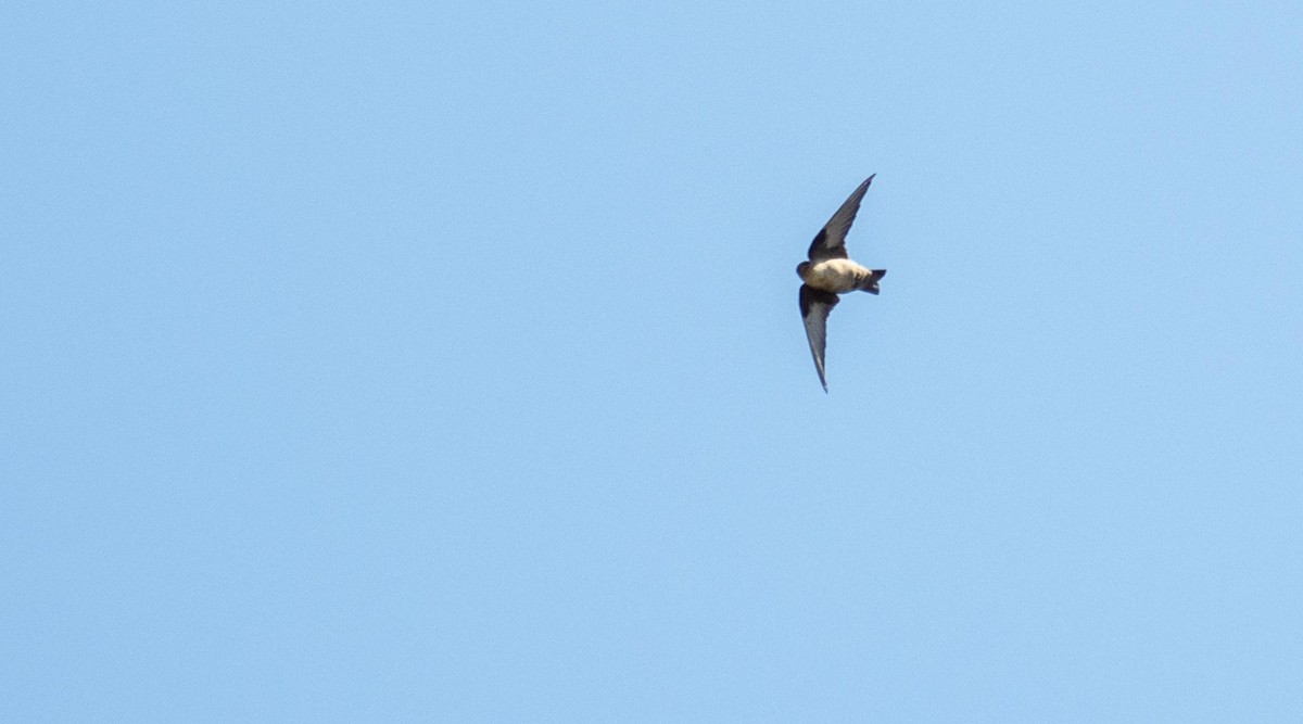 Eurasian Crag-Martin - ML645528324