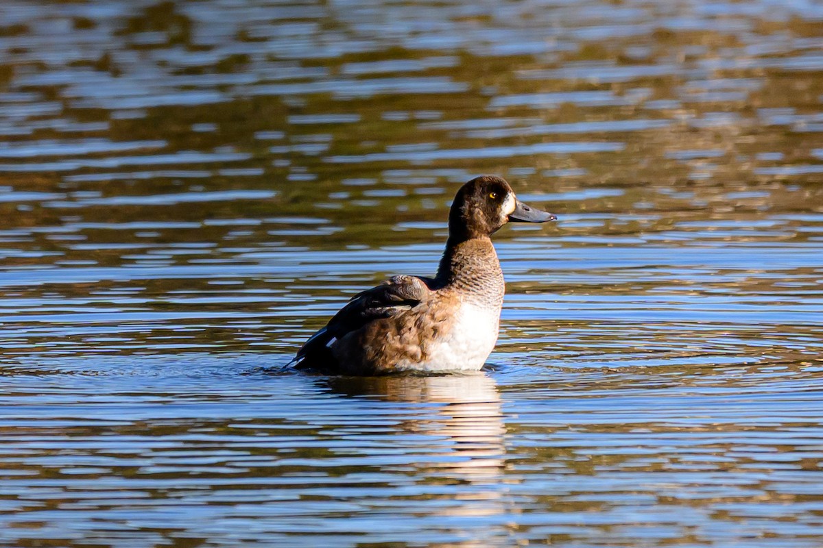 スズガモ - ML645528326