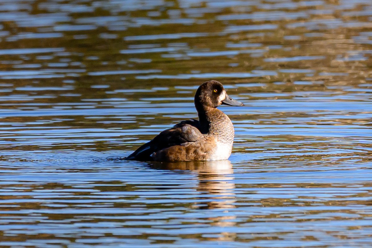 スズガモ - ML645528327