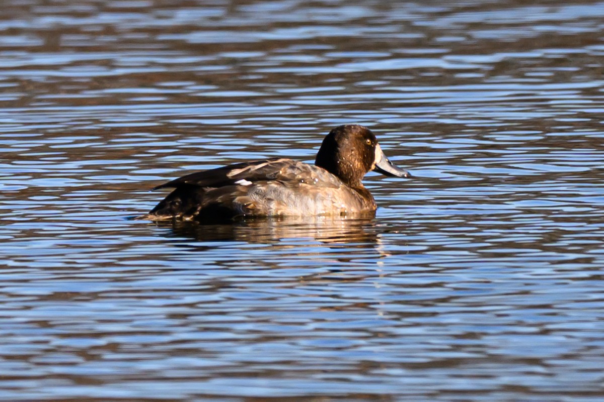 スズガモ - ML645528328